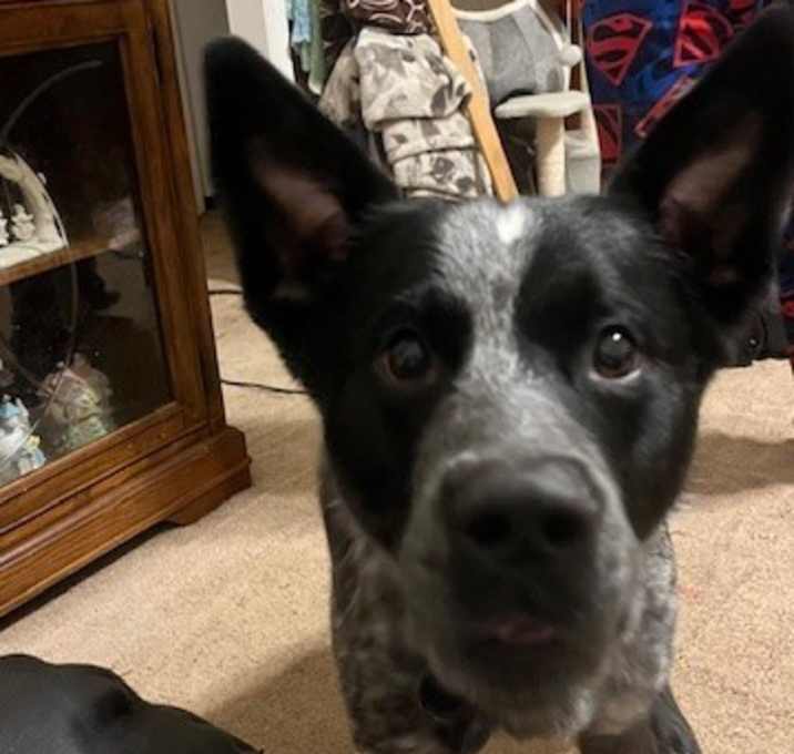 Photo of Oreo