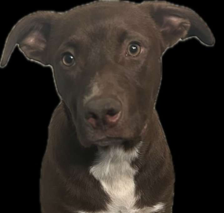 Photo of Boogie