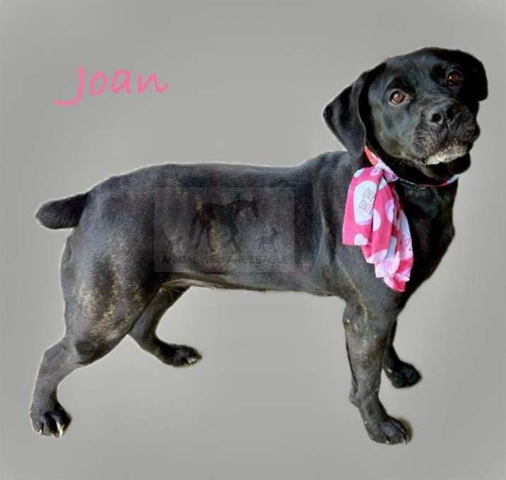 Photo of JOAN