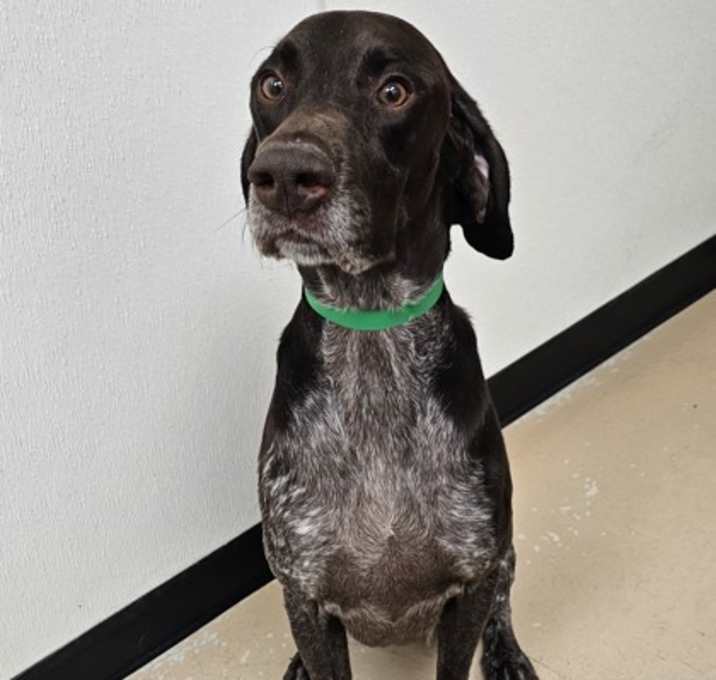 Photo of Buck