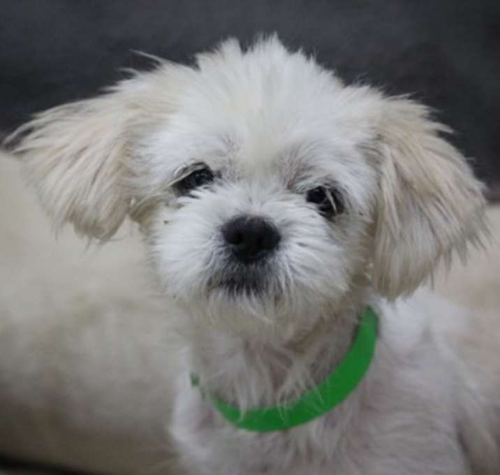 Photo of Winston