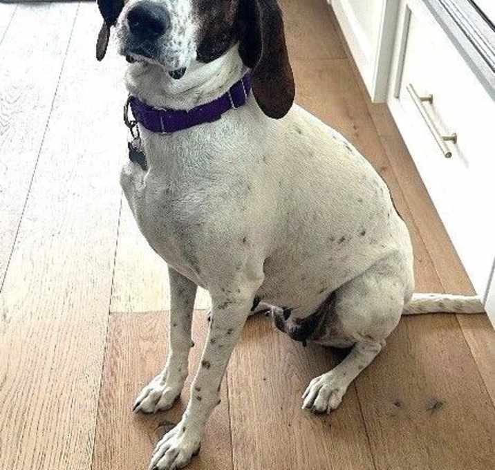 Photo of Sweetie