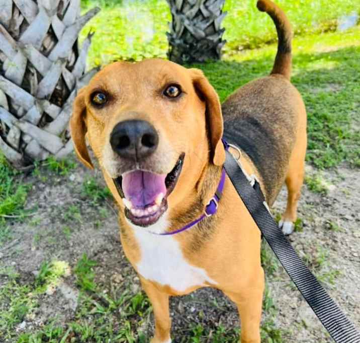 Photo of Champ