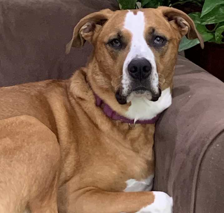 Photo of Stella