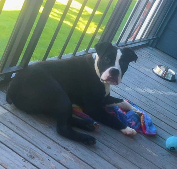 Photo of Sparky