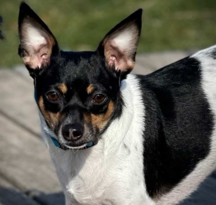 Photo of Rosie