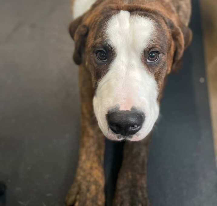 Photo of Max