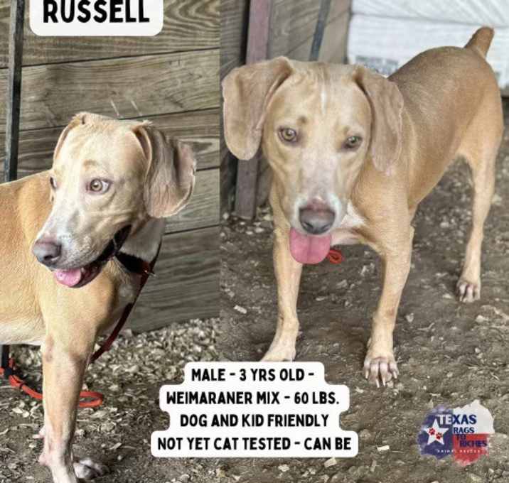 Photo of Russell