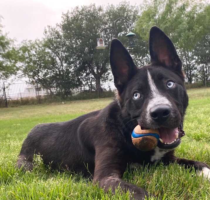 Photo of Ronin