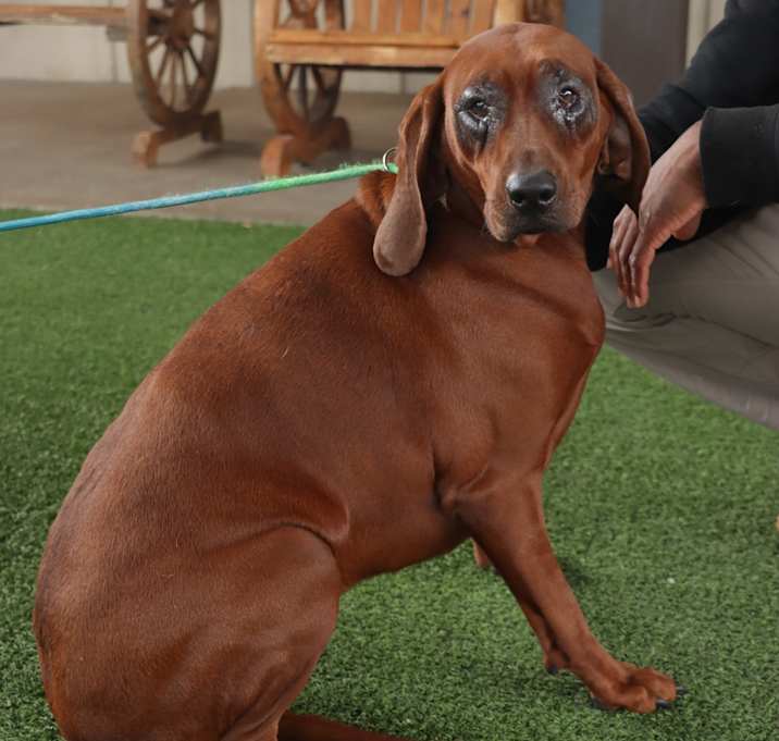 Photo of Tansy
