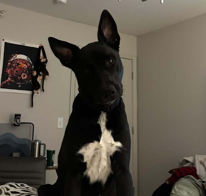 Photo of Pepper