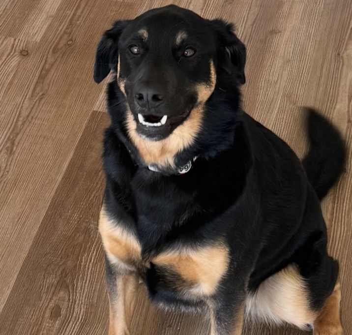 Photo of Draco