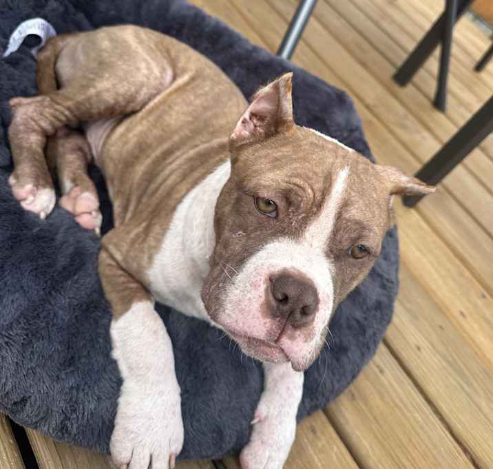 Photo of Otis - Adoption Pending!