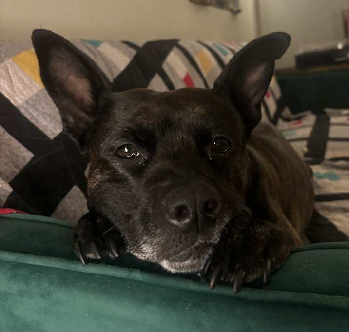 Photo of Ziggy
