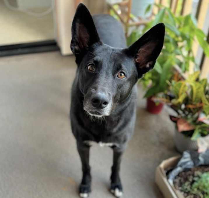 Photo of Tuxie