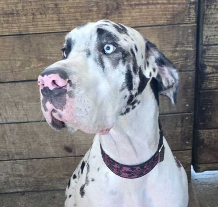 Photo of Bonnie