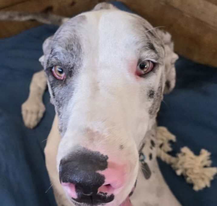 Photo of Brutus