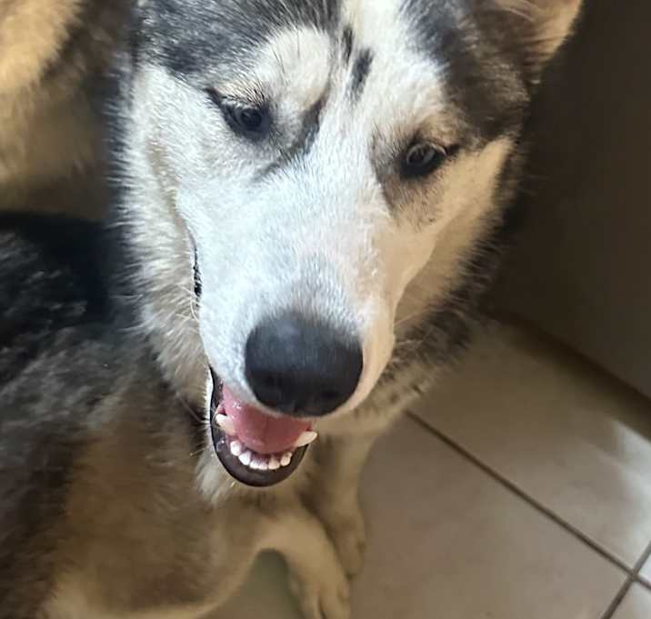 Photo of Sully