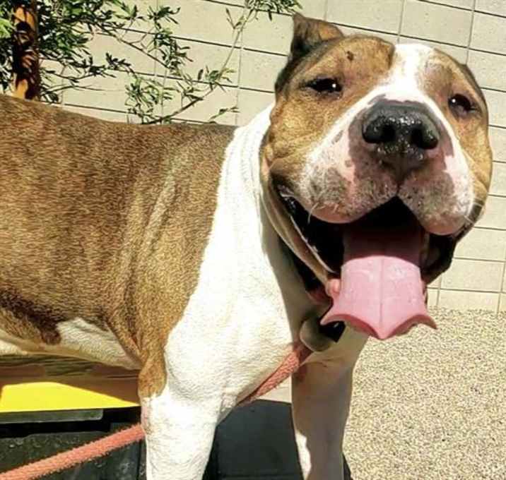 Photo of BALOO