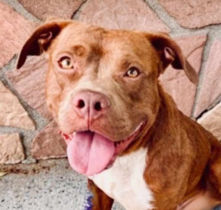 Photo of Buddy