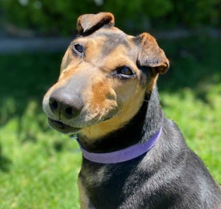 Photo of Clover