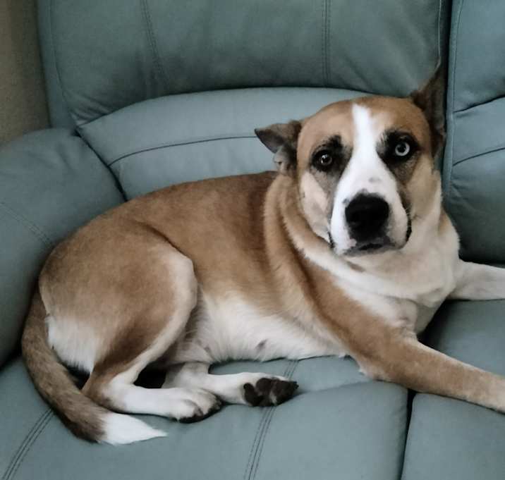 Photo of Frankie