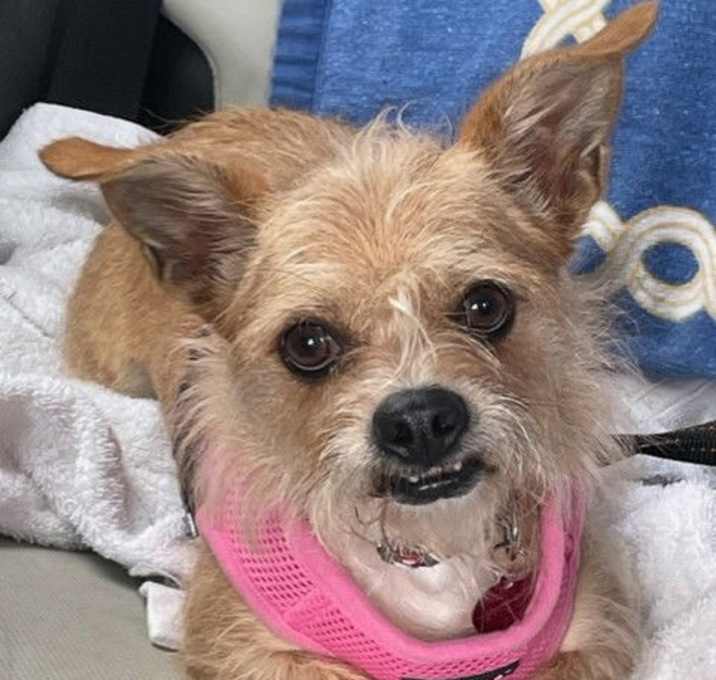 Photo of Goldie