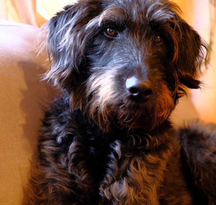 Photo of Piper
