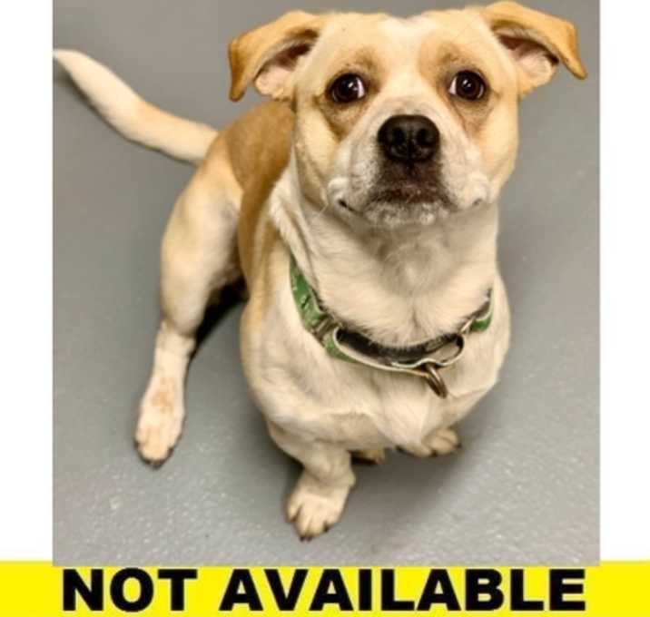 Photo of Mr. Biscuit Head Gravy