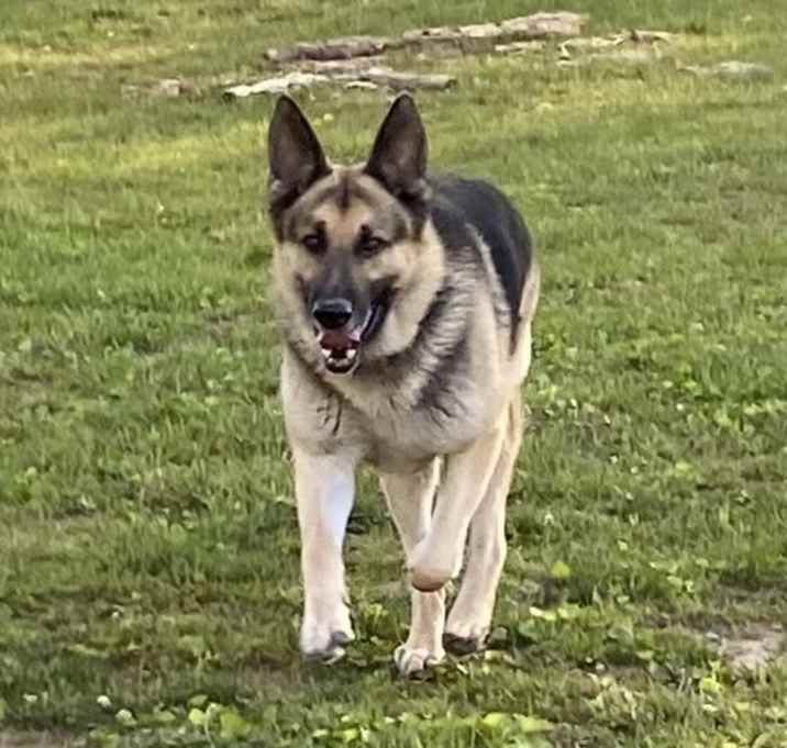 Photo of Buddy