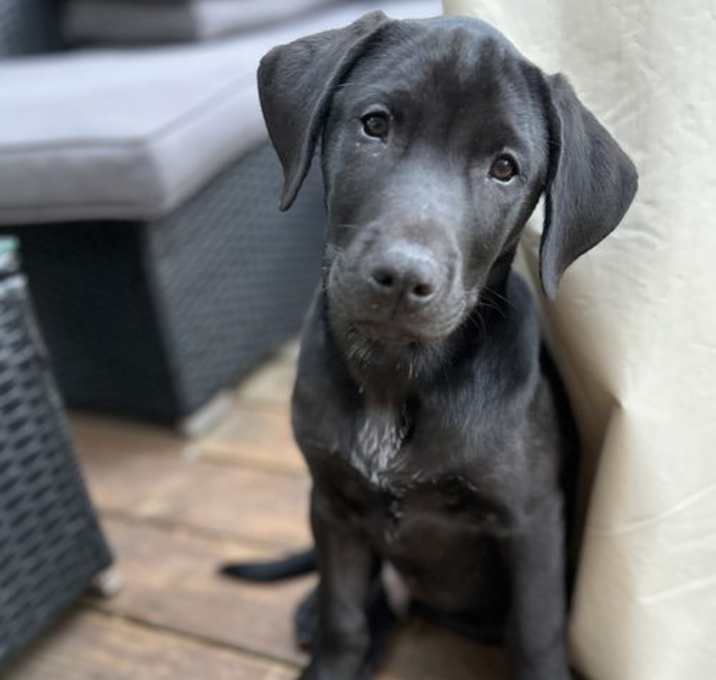 Photo of Buzz