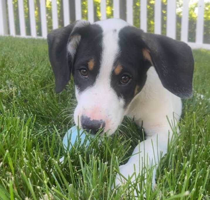 Photo of Rex