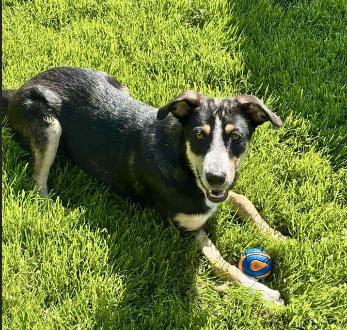Photo of Sadie