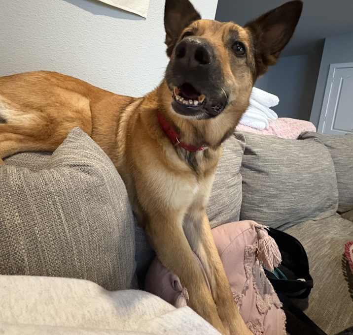 Photo of Koda