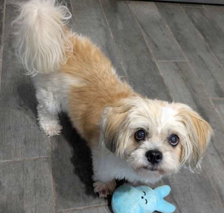 Photo of Bailey