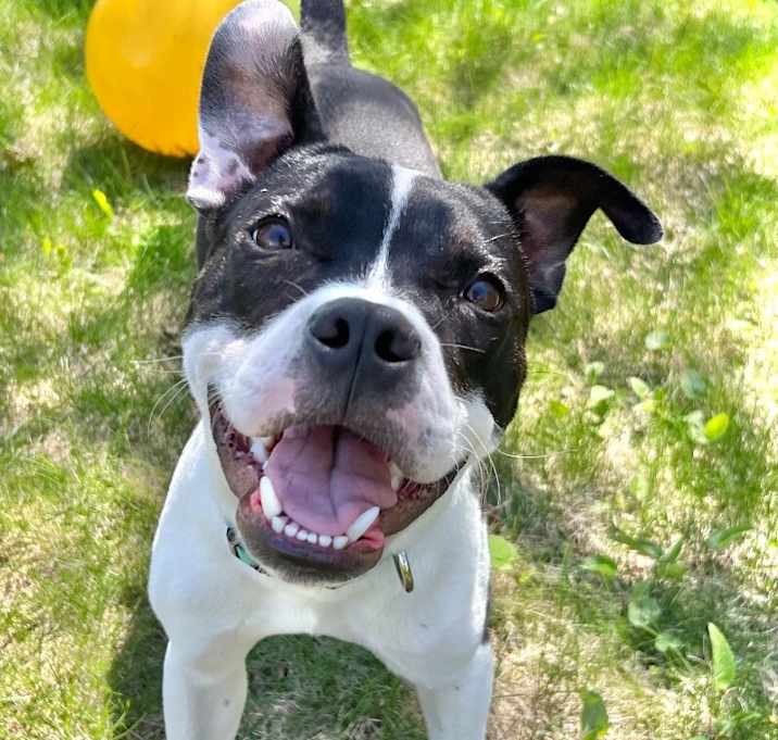 Photo of Oreo