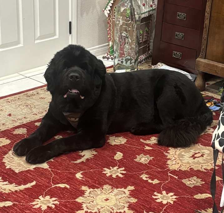 Photo of Thor