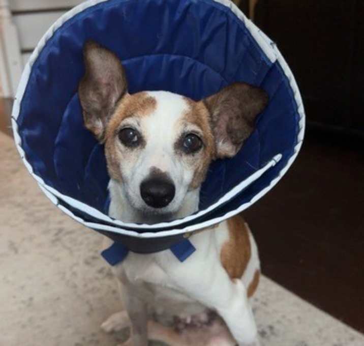 Photo of Aubree (Grandma to the A Litter)