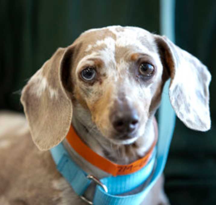 Photo of Roxy