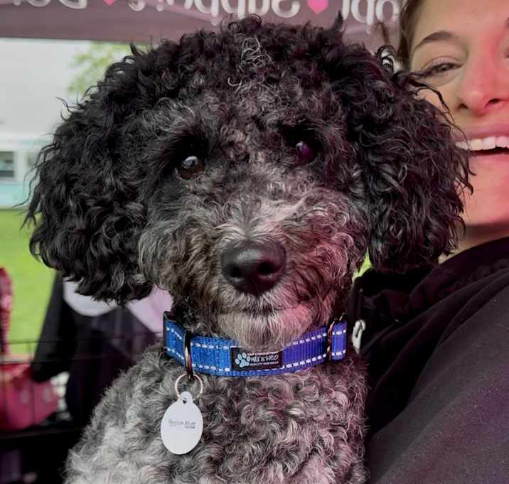 Photo of Oreo