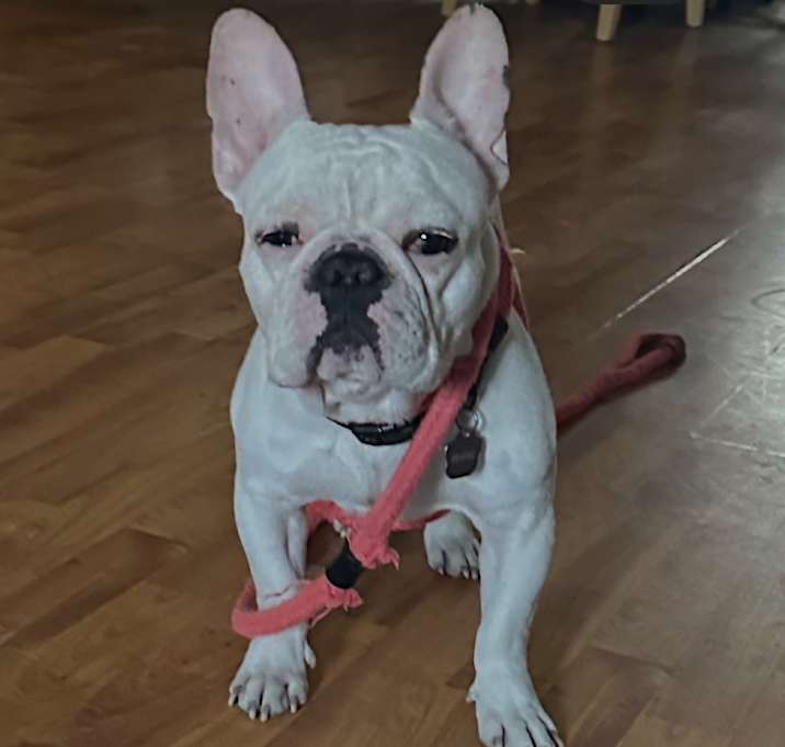 Photo of Rocky