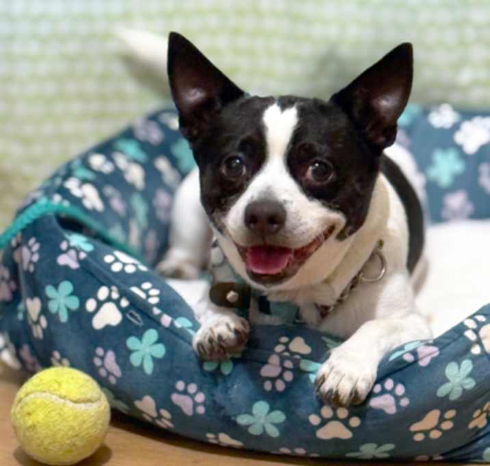 Photo of Patches