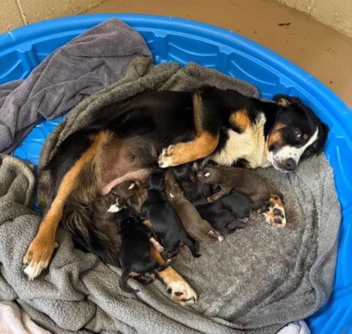 Photo of Hera's Pup Daffodil