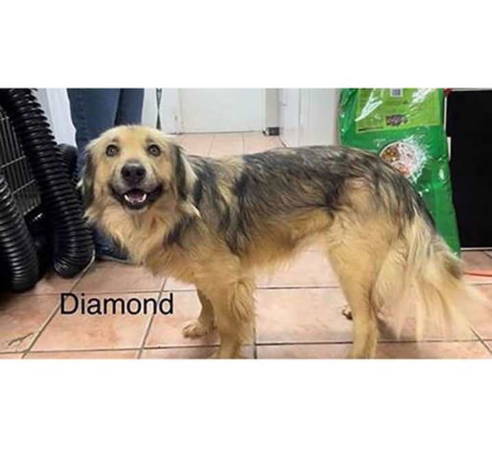 Photo of Diamond