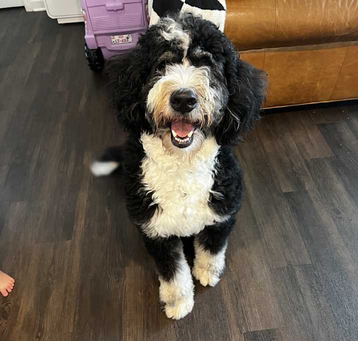 Photo of Bandit