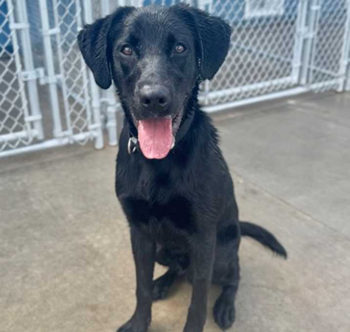 Photo of Dodge