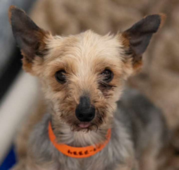 Photo of Tuffy