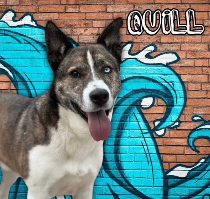 Photo of Quill(iam)