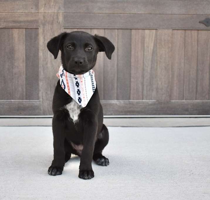 Photo of Boo
