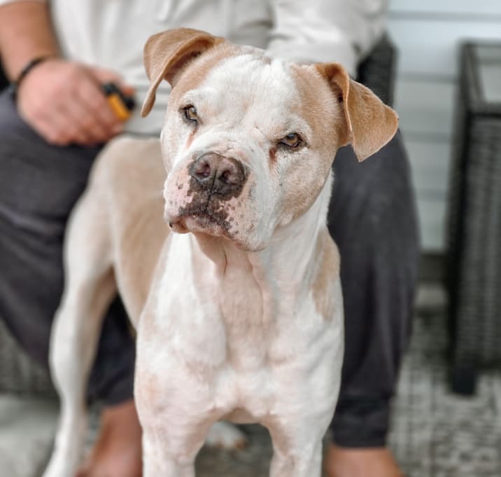 Photo of Rufus